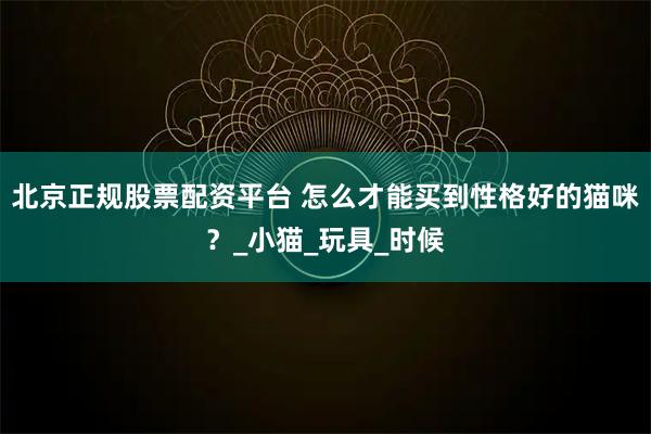 北京正规股票配资平台 怎么才能买到性格好的猫咪？_小猫_玩具_时候